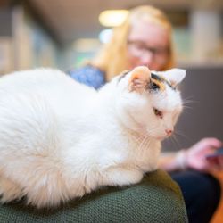 Safe Haven Pet Sanctuary