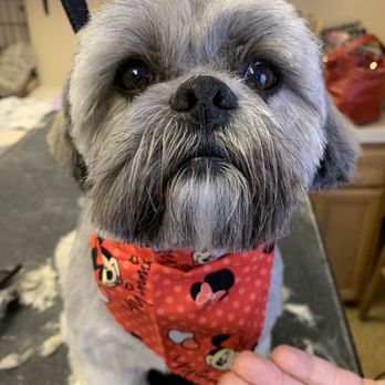Kozmo Kuts Pet Salon - Cutie. - Pet Groomers Near Me - Littlestown , Pennsylvania