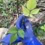 Photo of Poison Ivy Doc