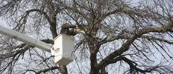 Durdel & Sons Landscaping & Tree Service - tree service in Peoria, IL