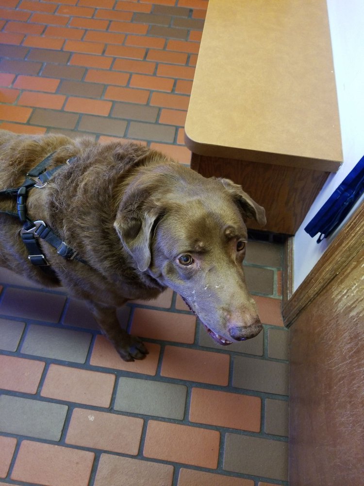 PET’S BEST FRIEND VETERINARY HOSPITAL 15 Photos & 23 Reviews