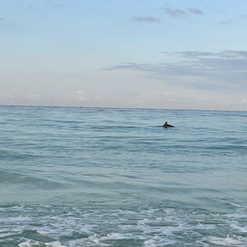 Henderson Beach State Park - Dolphin 2 - Beaches Near Me - Destin, Florida Henderson Beach State Park - Dolphin 2 - Beaches Near Me - Destin, Florida