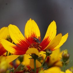 Café mit Stiel - Fliege beim Essen