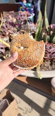 Hank's Bagels by null