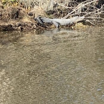 Airboat Adventures - Boat Tours Near Me - Lafitte, Louisiana