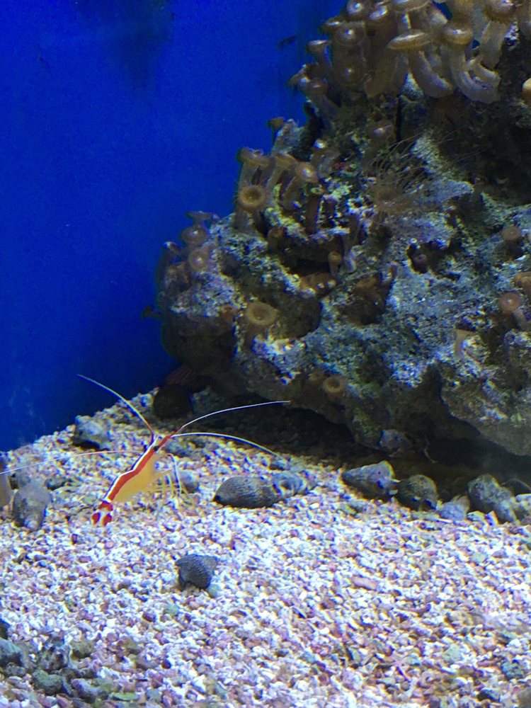 AQUARIUMS UNLIMITED Updated September 2024 54 Photos & 39 Reviews