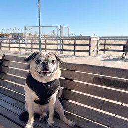 Our pug Gus approves of Petco's grooming! Our pug Gus approves of Petco's grooming!