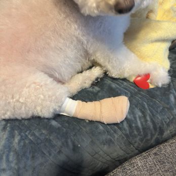 Paw Palace - Bandaged "boot" for paw - Pet Groomers Near Me - Henderson, Nevada Paw Palace - Bandaged "boot" for paw - Pet Groomers Near Me - Henderson, Nevada