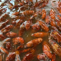 Southern Select Crawfish