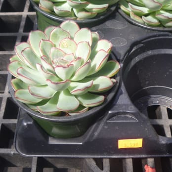 Lambton Daily Mart - Succulent - Convenience Stores Near Me - Toronto, Ontario Lambton Daily Mart - Succulent - Convenience Stores Near Me - Toronto, Ontario