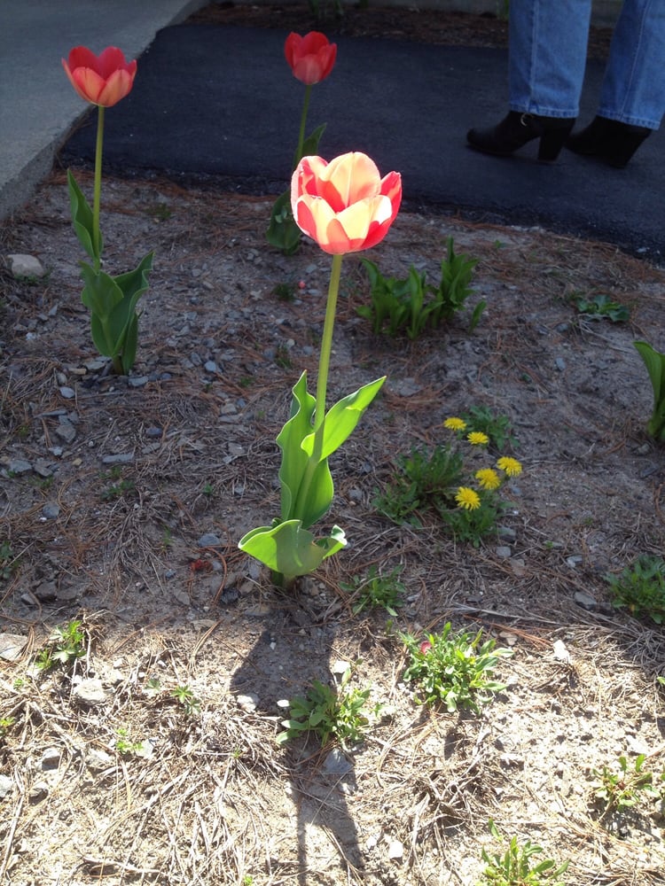 Partners For World Health - social services organization in Portland, ME