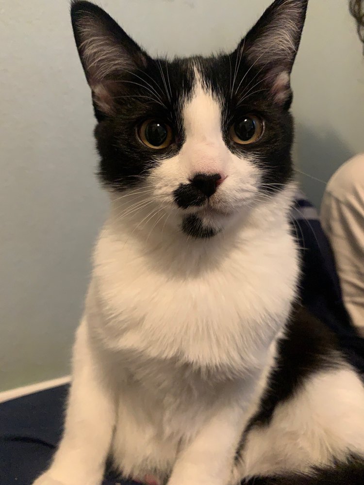Suncoast Animal League Image
