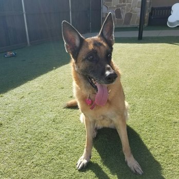 The Royal Pet Resort - Stella chilling in the back. - Pet Sitting Near Me - Arlington, Texas The Royal Pet Resort - Stella chilling in the back. - Pet Sitting Near Me - Arlington, Texas