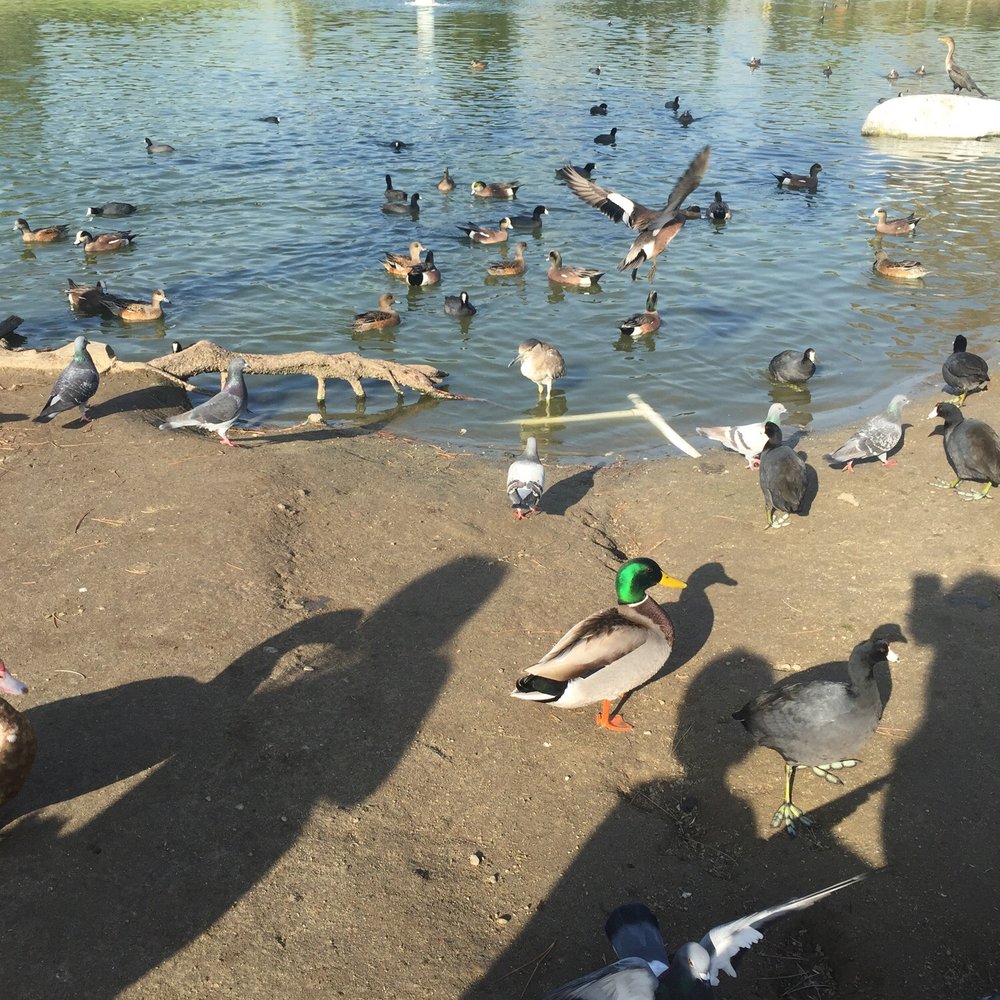 Wilderness Park - Ducks - Parks Near Me - Downey, California Wilderness Park - Ducks - Parks Near Me - Downey, California