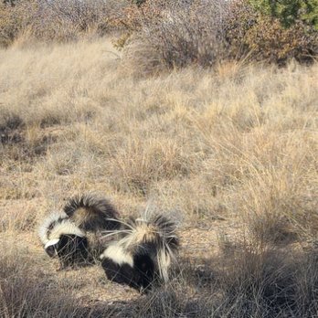 First Defense Wildlife Control - Wildlife Control Near Me - Prescott, Arizona First Defense Wildlife Control - Wildlife Control Near Me - Prescott, Arizona