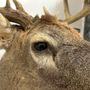 Stillwater Taxidermy