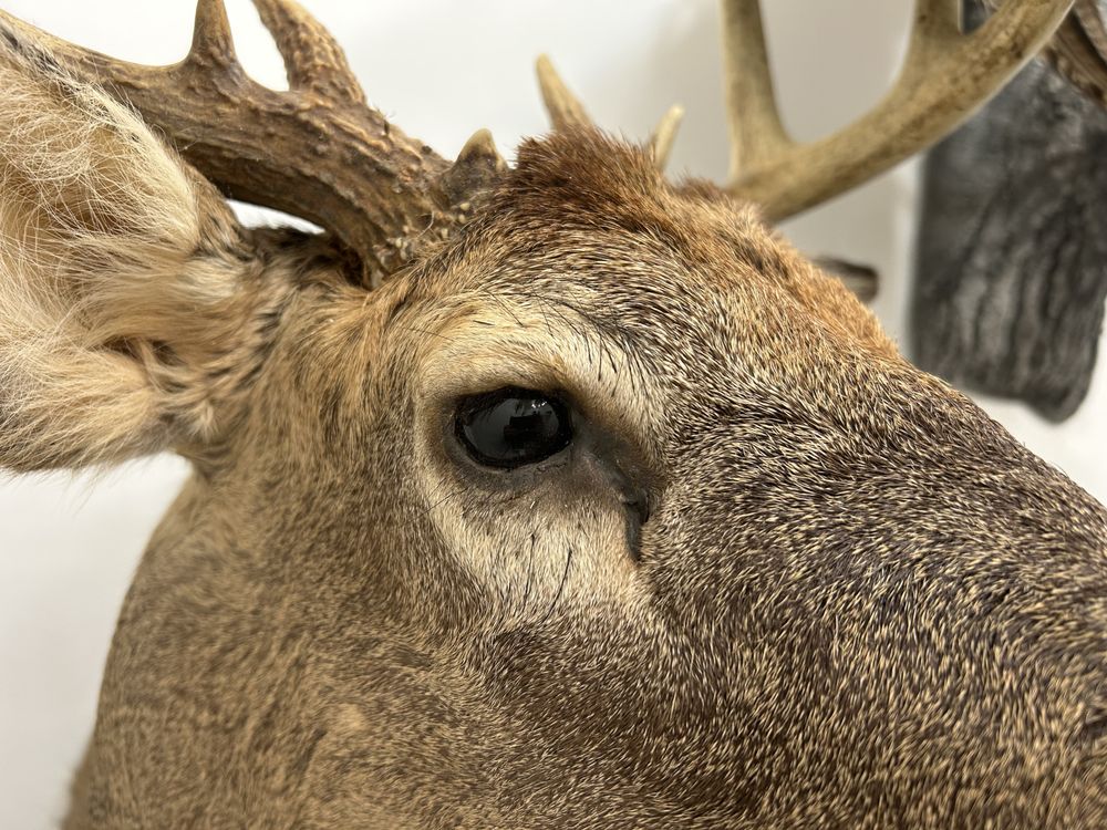 Stillwater Taxidermy - taxidermy in Greenville, OH