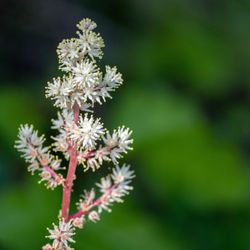 Stevens Creek County Park - Stevens Creek County Park