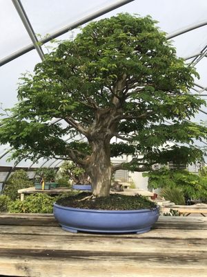 New England Bonsai Gardens