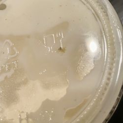 China City - A bug in white sauce