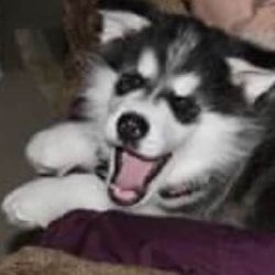 Cool K9's Dog Training - Our little puppy Kachina