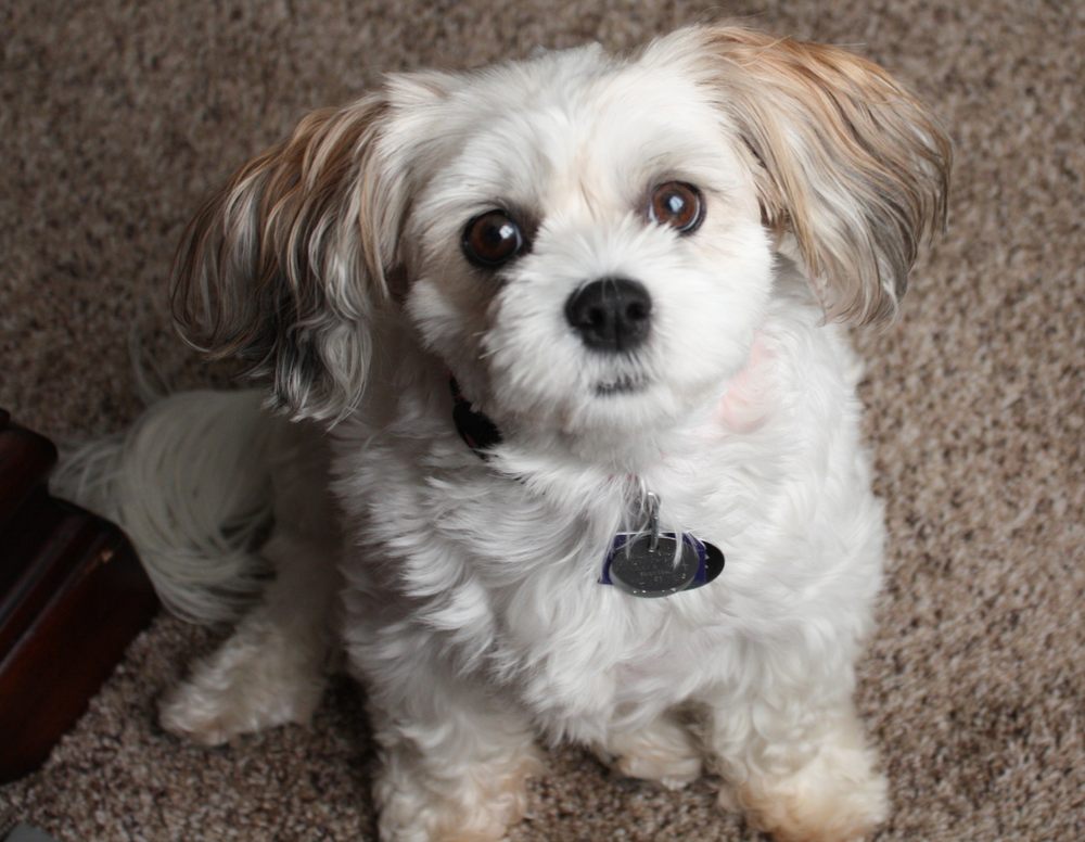 JOH JOH’S CLASSY CANINE Updated September 2024 407 N Schifferdecker Ave, Joplin, Missouri