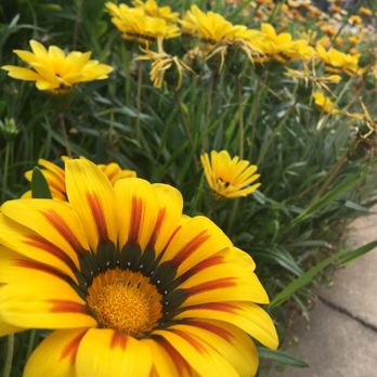 Childrens Montessori Center - Even the flowers love it here - Preschools Near Me - Alhambra, California