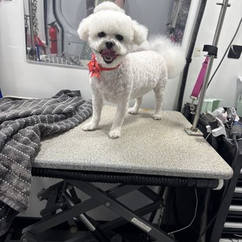 Fluffed Up - Pet Groomers Near Me Fluffed Up - Pet Groomers Near Me
