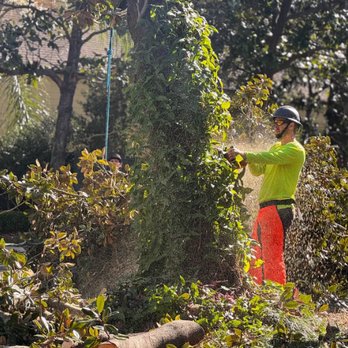 Clear View Tree Service - Tree Services Near Me - Hammond, Louisiana Clear View Tree Service - Tree Services Near Me - Hammond, Louisiana