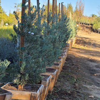 DICE Growers - 24" Box Podocarpus Icee Blue - Nurseries & Gardening Near Me - Temecula, California