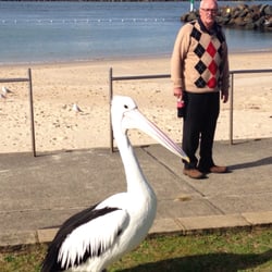 Tuncurry Rockpool Kiosk - Pelican and suspicious old man in a cardigan