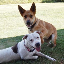Route 66 Dog Ranch