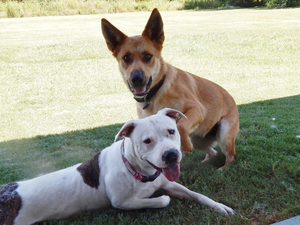 Route 66 Dog Ranch - pet boarding facility in Sapulpa, OK