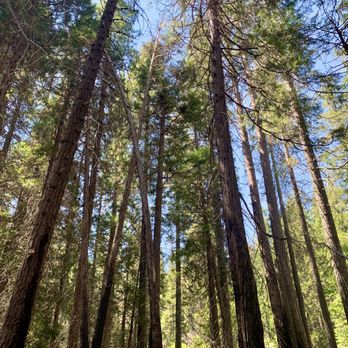 Carlon Falls Trail - Shaded trail - Hiking Near Me - Groveland, California