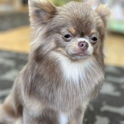 La Pooch