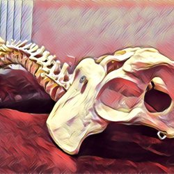 Taking care of your spine allows your body to function optimally and allows you to live life to the fullest