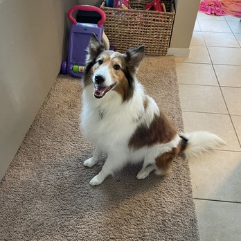 Clip-N-Dip Grooming - Pet Groomers Near Me - Temple, Texas