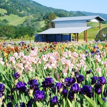 Richard & Associates Realty - Photo of the flowers in bloom at the flower farm. - Real Estate Services Near Me - Vacaville, California Richard & Associates Realty - Photo of the flowers in bloom at the flower farm. - Real Estate Services Near Me - Vacaville, California