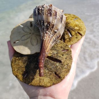 Fort De Soto Park - Great place to find sand dollars! - Parks Near Me - Tierra Verde, Florida Fort De Soto Park - Great place to find sand dollars! - Parks Near Me - Tierra Verde, Florida