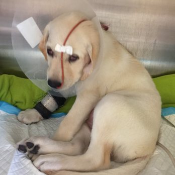 my next puppy near me