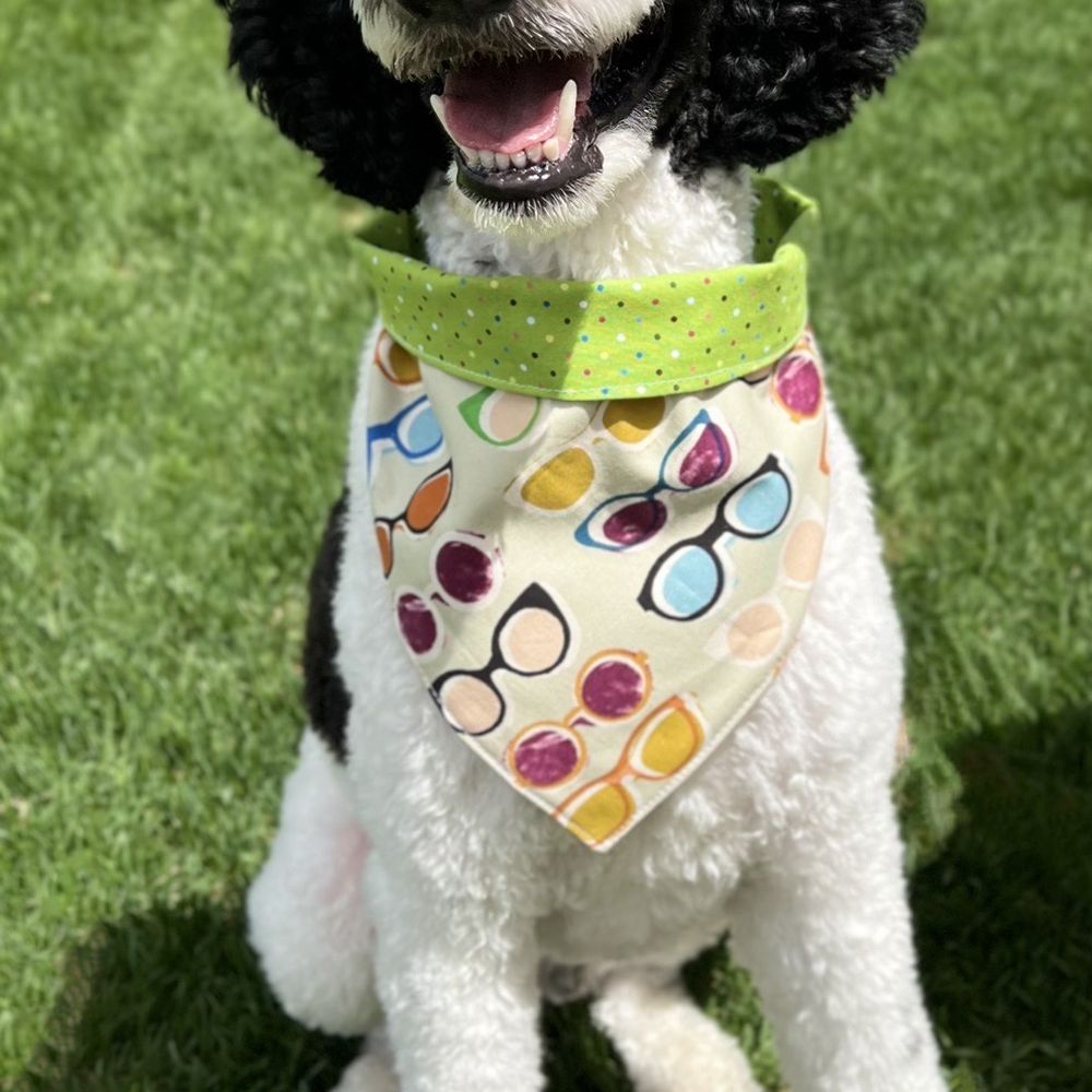 Salon Fido - Freshly groomed standard poodle - Pet Groomers Near Me - Cross Plains, Wisconsin Salon Fido - Freshly groomed standard poodle - Pet Groomers Near Me - Cross Plains, Wisconsin