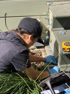 Rat Exclusion - Over 7 years in experience specializing in rat exclusion.