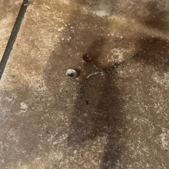 Kimono Sushi - DEAD ROACHES SPOTTED! - Sushi Bars Near Me - Tracy, California Kimono Sushi - DEAD ROACHES SPOTTED! - Sushi Bars Near Me - Tracy, California