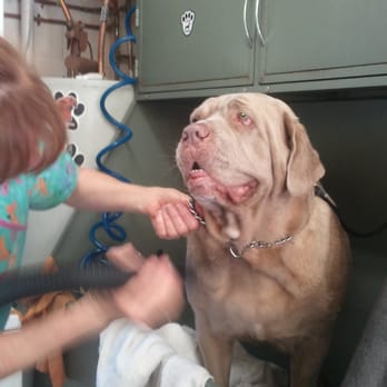 Pawtastic Pet Grooming - Sadie Spa Day! - Pet Groomers Near Me - Pacifica, California Pawtastic Pet Grooming - Sadie Spa Day! - Pet Groomers Near Me - Pacifica, California