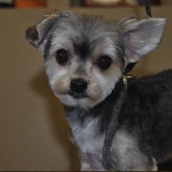 Canyon View Cares Veterinary Hospital