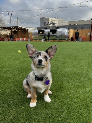 Fetch Park Buckhead by null