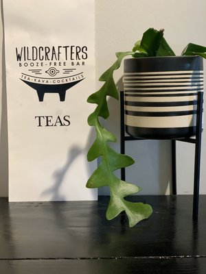 Wildcrafters Booze-Free & Kava Bar by null