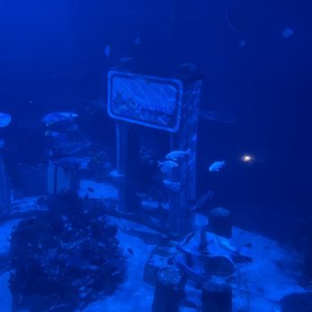 Legoland California Resort - Tickets come with admission to their aquarium - Resorts Near Me - Carlsbad, California Legoland California Resort - Tickets come with admission to their aquarium - Resorts Near Me - Carlsbad, California
