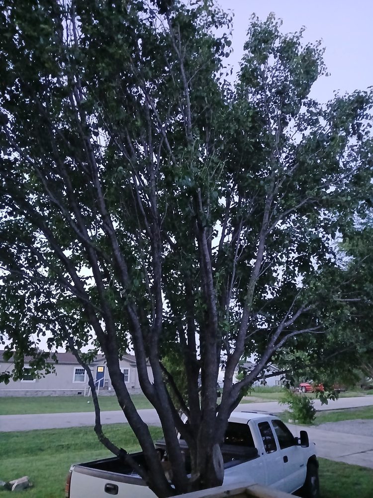 Slide of NTX Tree Service