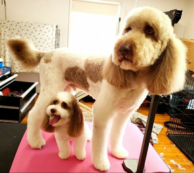 THE GENTLE GROOMER Request an Appointment Bonita Springs, Florida